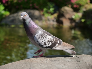 公園の池にいる一羽の鳩