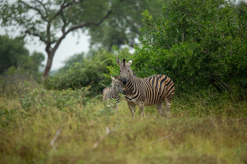 Zebra mare and her foal in the green grass of the busheld in summer. 