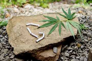 wild marijuana leaves on stone and broken cigarettes. stop drugs and tobacco. green hemp and...