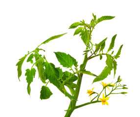 tomato seedlings with flowers, on a white background