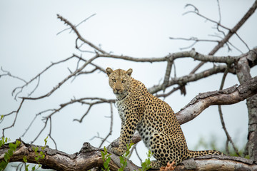 A female leopard on the prowl looking for animals to hunt. They use trees as a vantage point over tall grass.