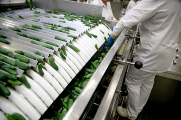 Factory, Cucumber Vacuum Line, Conveyor. Vikonda