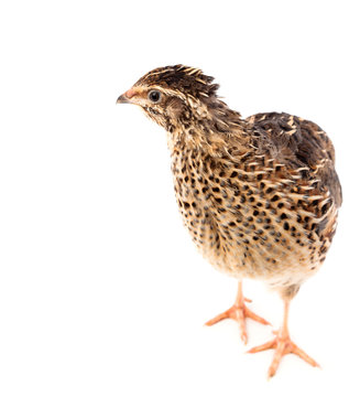 Young quail, Coturnix coturnix, isolated on a white background.