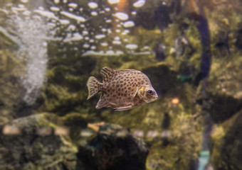 Colorful sea fish and friends, Small life from the sea became the star in aquarium