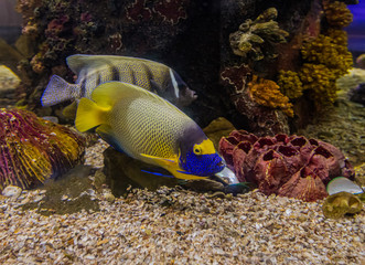 Colorful sea fish and friends, Small life from the sea became the star in aquarium
