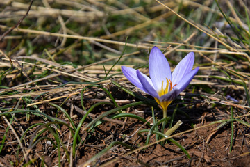 Saffron, Crocus sativus, First spring flower in mountain. Purple flowers in forest in early spring