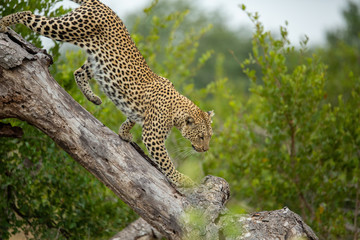 A female leopard on the prowl looking for animals to hunt. They use trees as a vantage point over tall grass.