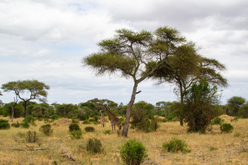 Fototapeta na wymiar Giraffe resting under an acacia tree in the middle of the savannah of Tarangire National Park, in Tanzania