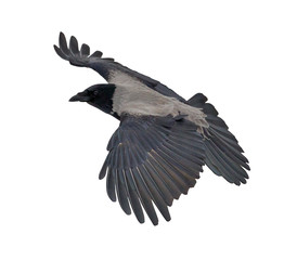 grey isolated large crow flight