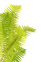 light green isolated fern leaves group