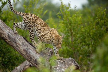 Obraz premium A female leopard on the prowl looking for animals to hunt. They use trees as a vantage point over tall grass.