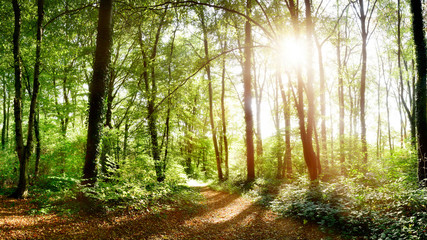 Naklejka premium Path through the forest in spring with bright sun shining through the trees