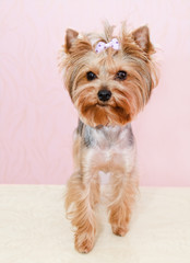 Beautiful yorkshire terrier with bow