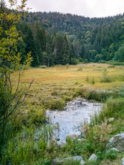 Tourbière flottante de l'étang du Devin, Le Bonhomme, Lapoutroie, Alsace, France