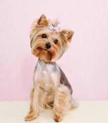 Beautiful yorkshire terrier with bow