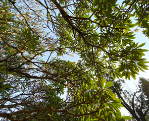 Top of green trees at the forest