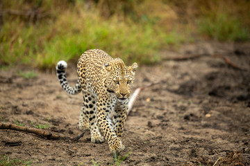 A female leopard on the prowl looking for animals to hunt. They use trees as a vantage point over tall grass.
