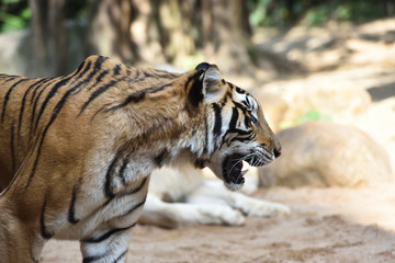 Tiger, a king of cats