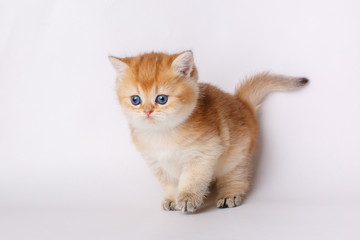 cute little red kitten on a white background, the concept of cute, funny pets
