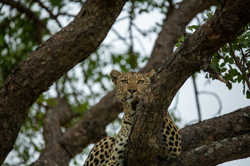 A female leopard on the prowl looking for animals to hunt. They use trees as a vantage point over tall grass.