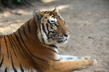 Fototapeta na wymiar Tiger, a king of cats