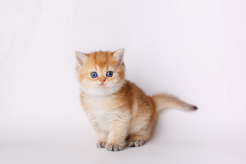 cute little red kitten on a white background, the concept of cute, funny pets