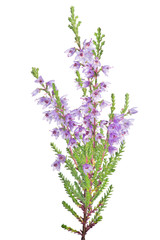blossoming fine small lilac heather isolated branch