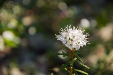 White blooming flowers of Ledum palustre in the summer forest. Purity of green wood 