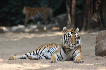 Fototapeta na wymiar Tiger, a king of cats
