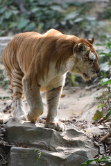 Tiger, a king of cats