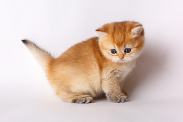 cute little red kitten on a white background, the concept of cute, funny pets