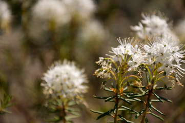 White blooming flowers of Ledum palustre in the summer forest. Purity of green wood 
