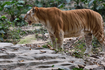 Tiger, a king of cats