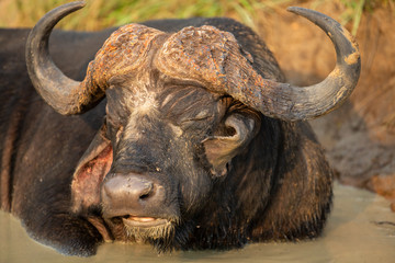 Cape buffalo herd resting chewing the cud. 