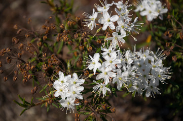 White blooming flowers of Ledum palustre in the summer forest. Purity of green wood 