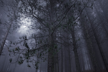 Woods in a foggy full moon night
