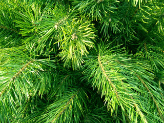 Fototapeta na wymiar Green fir