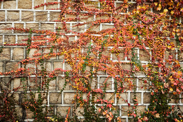 Ivy plant over the wall