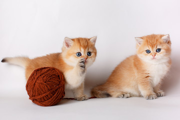 a group of cute little red kittens with a ball of thread on a white background, the concept of cute, funny pets