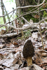 Morchella. Earlier summer in the forest on the island of Yagry in Severodvinsk. A mottled woodpecker on a tree trunk