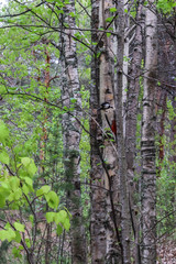 Dendrocopos major. Earlier summer in the forest on the island of Yagry in Severodvinsk. A mottled woodpecker on a tree trunk