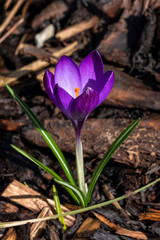 Crocus tommasiianus 'Ruby Giant' a purple springtime flower plant
