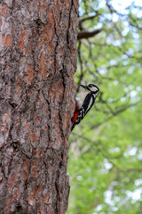 Fototapeta premium Dendrocopos major. Earlier summer in the forest on the island of Yagry in Severodvinsk. A mottled woodpecker on a tree trunk