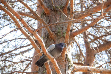The pine forest of the island of Yagry. Severodvinsk. Pigeon on the branches of a pine tree.