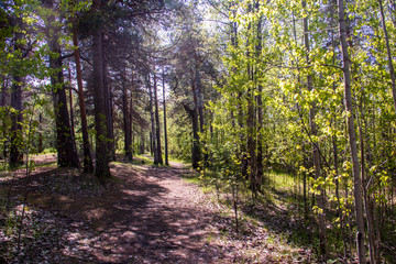 Obraz premium Spring in the pine forest of Yagry island, Severodvinsk. Bright young birch foliage.