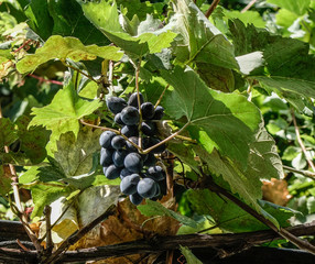 Grape fruits at garden