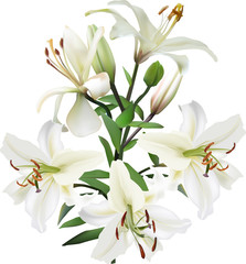 Fototapeta na wymiar pure white lilly with five blooms
