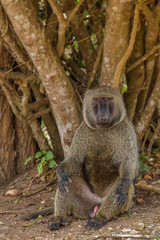 Male baboon ( Papio ursinus) looking at the camera, Murchison Falls National Park, Uganda.