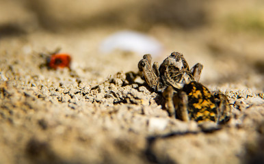 Spider (Lycosa tarantula) on a hunt. Natural background