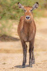 Female defassa waterbuck ( Kobus ellipsiprymnus defassa), Murchison Falls National Park, Uganda.